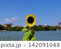 福岡市の観光名所・大濠公園の池沿いに咲くヒマワリ 福岡市の観光名所・大濠公園の池沿いに咲くヒマワリ 142091048