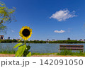 福岡市の観光名所・大濠公園の池沿いに咲くヒマワリ 福岡市の観光名所・大濠公園の池沿いに咲くヒマワリ 142091050