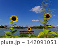 福岡市民の憩いの場・大濠公園の池沿いに咲くヒマワリ 福岡市民の憩いの場・大濠公園の池沿いに咲くヒマワリ 142091051