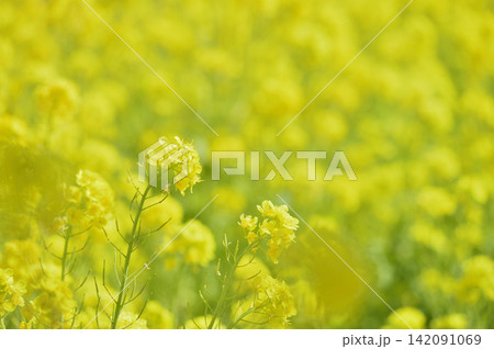 いつか見た菜の花畑 142091069