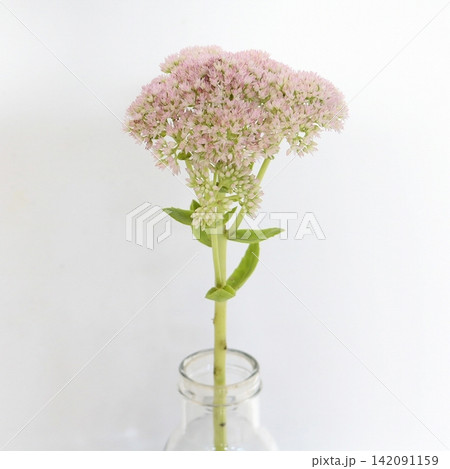 ピンク色のセダムの切花 ピンク色のセダムの切花 142091159