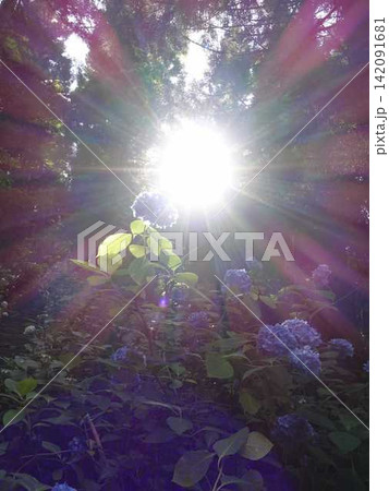 満開のアジサイ　紫陽花　あじさい　出塩文殊堂　山形市 142091681