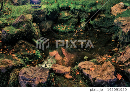 Tranquil moss garden pond decorated with fallen leaves Nov 26 2025 142091920