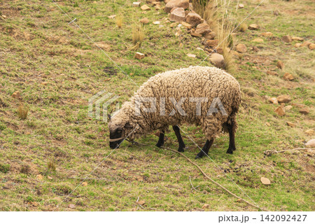 sheep eating grass sheep eating grass 142092427