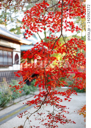 紅葉したもみじの葉 紅葉したもみじの葉 142092572