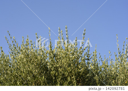 Olive Tree Branches Against Clear Blue Sky Olive Tree Branches Against Clear Blue Sky 142092781