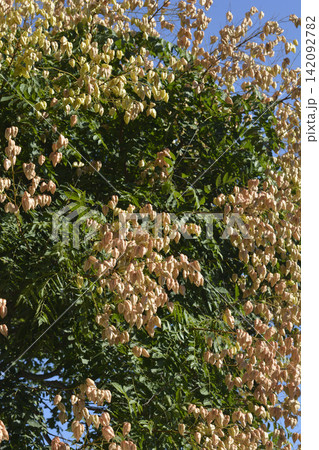 Goldenrain tree branch with papery seed pods 142092782