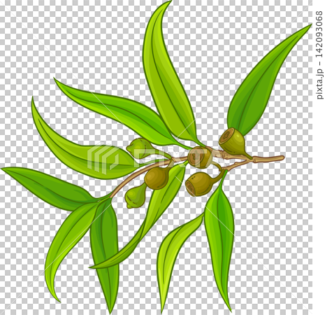 Eucalyptus Branch Colored Detailed Illustration Eucalyptus Branch Colored Detailed Illustration 142093068