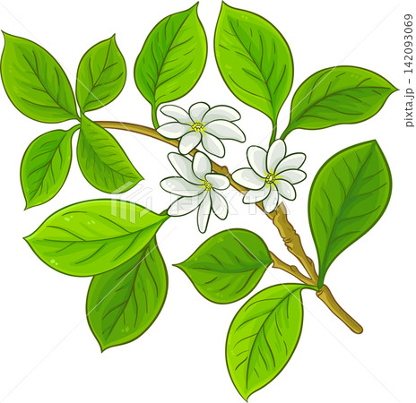 Frangipani Branch Colored Detailed Illustration Frangipani Branch Colored Detailed Illustration 142093069