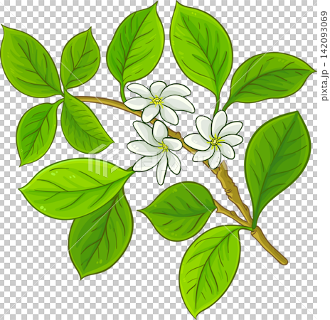 Frangipani Branch Colored Detailed Illustration Frangipani Branch Colored Detailed Illustration 142093069