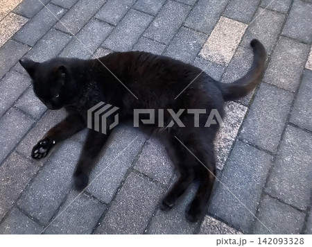 外で出会った黒いねこ 外で出会った黒いねこ 142093328