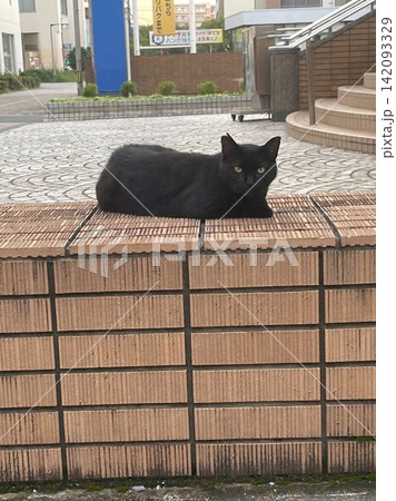 外で出会った黒いねこ 外で出会った黒いねこ 142093329