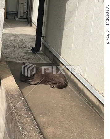 外で出会った黒いねこ 外で出会った黒いねこ 142093331