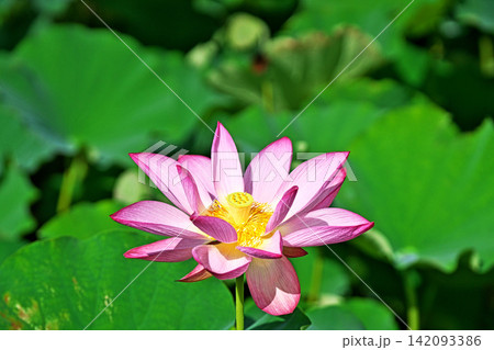 花びらが開いたピンク色のハスの花(夏、八月) 花びらが開いたピンク色のハスの花(夏、八月) 142093386