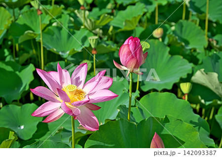 花びらが開いたピンク色のハスの花(夏、八月) 花びらが開いたピンク色のハスの花(夏、八月) 142093387