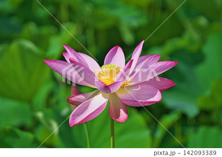 花びらが開いたピンク色のハスの花（夏、八月） 142093389