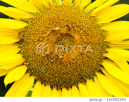ハチとヒマワリの花のクローズアップ 142093393