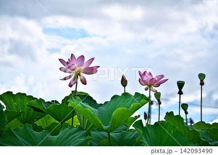 下から見上げたピンク色のハスの花(夏、八月) 下から見上げたピンク色のハスの花(夏、八月) 142093490