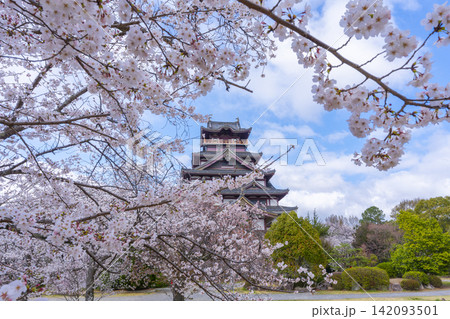 満開の桜と伏見桃山城 満開の桜と伏見桃山城 142093501
