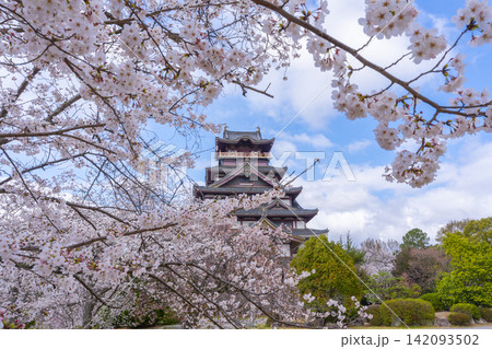 満開の桜と伏見桃山城 満開の桜と伏見桃山城 142093502