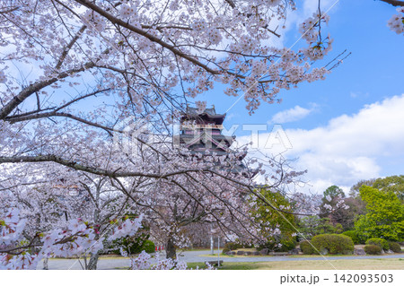 満開の桜と伏見桃山城 満開の桜と伏見桃山城 142093503