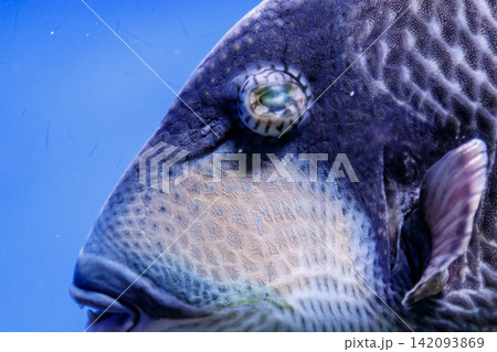 macro fish blue-necked balistod, balistoides viridescens macro fish blue-necked balistod, balistoides viridescens 142093869