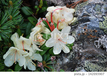 キバナシャクナゲ(黄花石楠花)※撮影地:北岳 キバナシャクナゲ(黄花石楠花)※撮影地:北岳 142093907