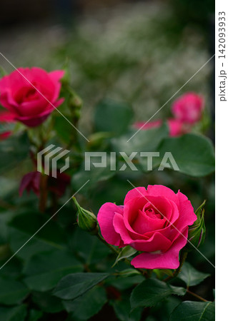 バラの花 バラの花 142093933