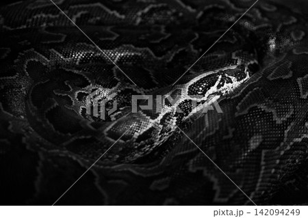 black and white image of ball python (Python regius) with distinct yellow and brown scale patterns resting in a defensive coil inside a dark hollow log terrarium habitat. black and white image of ball python (Python regius) with distinct yellow and brown scale patterns resting in a defensive coil inside a dark hollow log terrarium habitat. 142094249