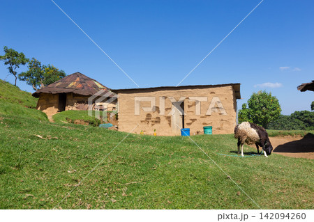 Traditional rural African mud brick huts with corrugated metal roofs on a lush green hill, with a sheep grazing in the foreground under a clear blue sky. Traditional rural African mud brick huts with corrugated metal roofs on a lush green hill, with a sheep grazing in the foreground under a clear blue sky. 142094260