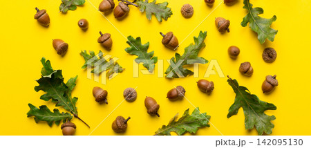 Branch with green oak tree leaves and acorns on colored background, close up top view Branch with green oak tree leaves and acorns on colored background, close up top view 142095130