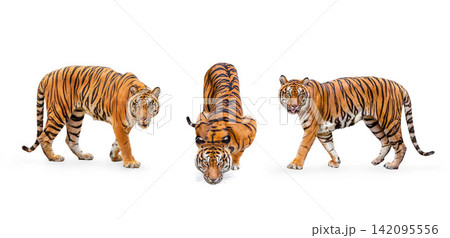 collection, royal tiger (P. t. corbetti) isolated on white background clipping path included. The tiger is staring at its prey. 142095556