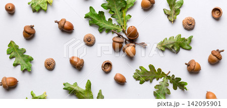 Branch with green oak tree leaves and acorns on colored background, close up top view 142095901
