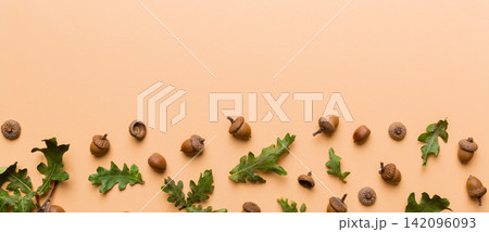 Branch with green oak tree leaves and acorns on colored background, close up top view Branch with green oak tree leaves and acorns on colored background, close up top view 142096093
