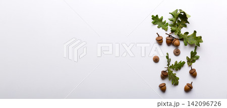 Branch with green oak tree leaves and acorns on colored background, close up top view Branch with green oak tree leaves and acorns on colored background, close up top view 142096726