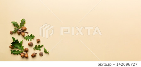 Branch with green oak tree leaves and acorns on colored background, close up top view Branch with green oak tree leaves and acorns on colored background, close up top view 142096727