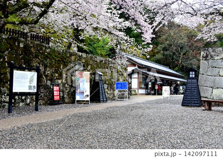 滋賀県 彦根城表門入場口と満開の桜 滋賀県 彦根城表門入場口と満開の桜 142097111