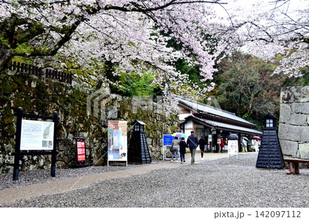 滋賀県　彦根城表門入場口と満開の桜 142097112