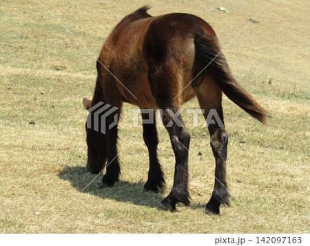 宮崎県串間市都井岬、草原で草を食べている日本唯一の野生馬「御崎馬」 宮崎県串間市都井岬、草原で草を食べている日本唯一の野生馬「御崎馬」 142097163