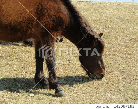 宮崎県串間市都井岬、草原で草を食べている日本唯一の野生馬「御崎馬」 宮崎県串間市都井岬、草原で草を食べている日本唯一の野生馬「御崎馬」 142097193