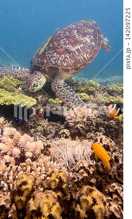 Rare wildlife sighting of a green sea turtle (Chelonia mydas) with a live sharksucker (Echeneis naucrates) attached to it while eating algae among dense coral bustling with marine life in Dauin, Phili Rare wildlife sighting of a green sea turtle (Chelonia mydas) with a live sharksucker (Echeneis naucrates) attached to it while eating algae among dense coral bustling with marine life in Dauin, Phili 142097225