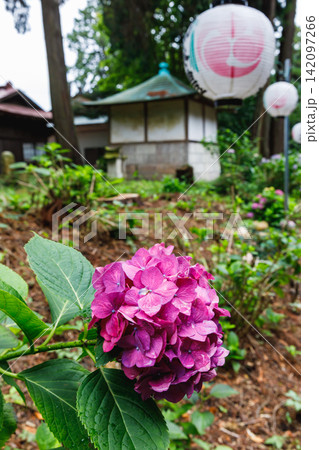 磯山神社の紫陽花(栃木県鹿沼市) 磯山神社の紫陽花(栃木県鹿沼市) 142097266