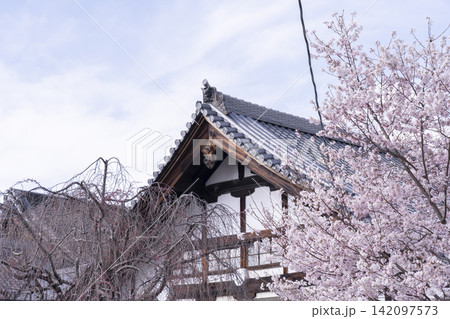 京都 仁和公園 桜 京都 仁和公園 桜 142097573
