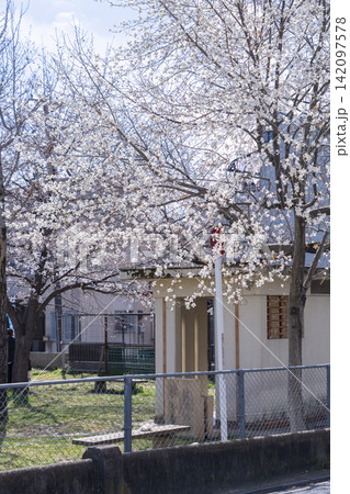 西町児童公園 木蓮と桜 西町児童公園 木蓮と桜 142097578
