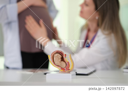 Woman doctor examines pregnant patient belly near fetal model 142097872