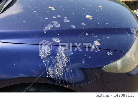 車に付いた鳥の糞 142098113