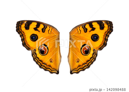 Butterfly wings isolated on white background Butterfly wings isolated on white background 142098488