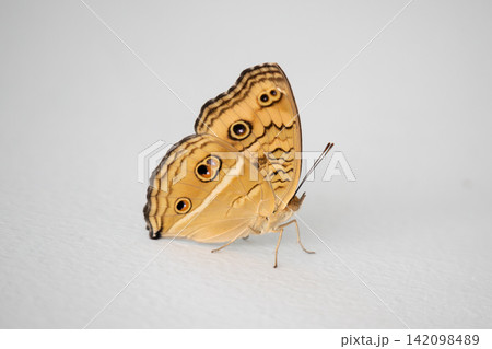 Close up of beautiful butterfly on white wall background Close up of beautiful butterfly on white wall background 142098489