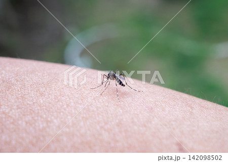 Aedes aegypti mosquitoes bite on human arm 142098502