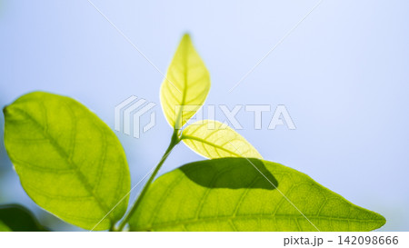 Natural plant green leaf in garden with bokeh background 142098666